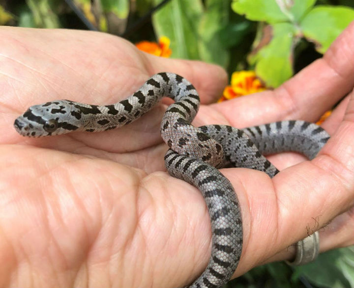 Baird's Rat Snake